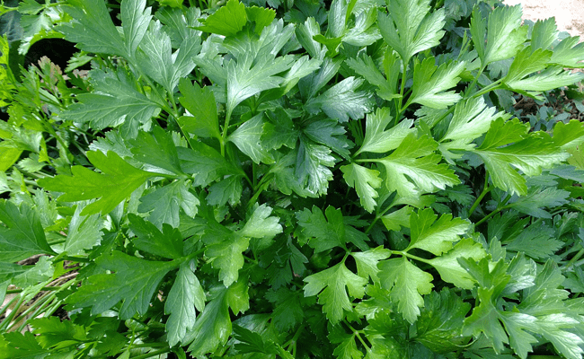 Des images de diff�rentes plantes